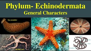 Echinodermata  General characters of phylum Echinodermata  Phylum Echinodermata [upl. by Llib]