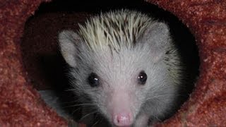 How to Breed Hedgehogs [upl. by Rialcnis561]