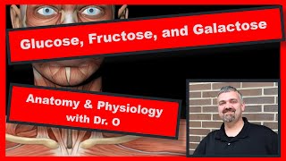 Glucose Fructose and Galactose Monosaccharides Anatomy and Physiology [upl. by Isayg792]