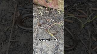 Glass Lizard or Snake wildlife lizard snake nature animals [upl. by Ymaral]