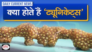 What are Tunicates  Daily Current News  Drishti IAS [upl. by Nilram]