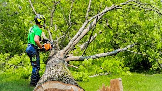 How to Cut a Tree Branch Properly [upl. by Aysab]