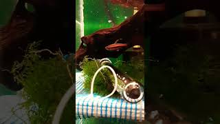 Nannostomus mortenthaleri Coral Red Pencilfish  Breeding setup [upl. by Ahsyas]