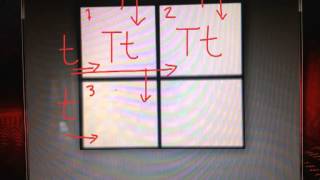 Predicting the Genotypes and the Phenotypes of Offspring using the Punnett Square [upl. by Rothberg479]