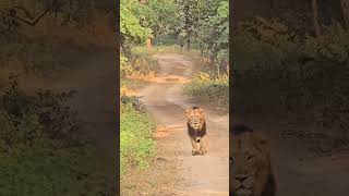 Gir National park Asiatic lion safari park 🦁🦁🦁 [upl. by Aerdnaid]