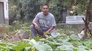 Agathis farm budidaya timun suri [upl. by Audrit]