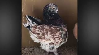 Amazing Modena Pigeons Lofts amp Breeding cages [upl. by Nuawtna]