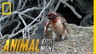 Homewrecking Penguin  Animal Fight Night Original [upl. by Olatha741]