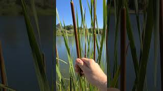 This Plant Has 7 SurvivalUses Typha latifoliaangustifolia wildplants survival edibleplants [upl. by Creigh]