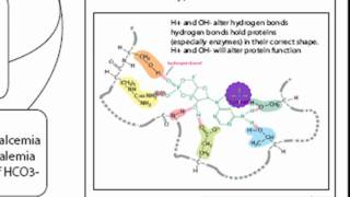 pH Acid Homeostasis Part 1 [upl. by Yerrot]