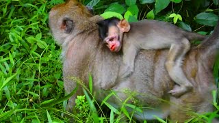 naturemonkey77m43  Ep15  Poorest Mini Baby Got Injured On Nose Riding On Momma Back [upl. by Brom]