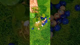 Plant diy🪴 shorts pebbles plants viral viralvideo ytshorts shortsfeed trending viralshorts [upl. by Nnazil531]