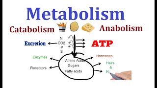 Concept of Metabolism Catabolism and anabolism [upl. by Trixy377]