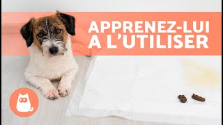 Comment apprendre à un CHIOT à faire ses BESOINS sur le TAPIS DE PROPRETÉ🐶✅ [upl. by Reiner]