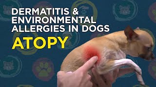 Learn about Dermatitis amp Environmental Allergies in Dogs Atopy [upl. by Sekofski]