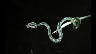 Sri Lankan pit viper Craspedocephalus trigonocephalus3 was found on a night walk [upl. by Serge]