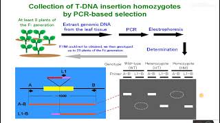 Genotyping of Arabidopsis mutant lines [upl. by Leduar]