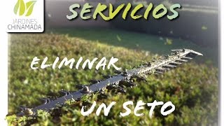 Servicios  Eliminar una enredadera [upl. by Guria512]