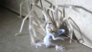 Camel Spider Devours Gecko in Iraq [upl. by Clementis]