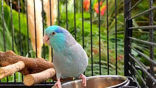 Parrot TV 🦜🌺 Relax To Singing Birds amp Nature Sounds 📺 Parrotlet Sounds 🌴 [upl. by Delorenzo]