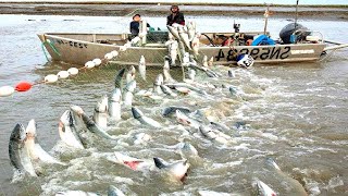 Amazing Gill Net Fishing Line Catch Hundreds Tons of Fish  Amazing Big Catching on The Sea [upl. by Gilburt430]