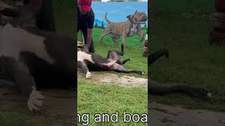 XXL pitbull training time dog dogtraining dogs pets [upl. by Eniawed562]