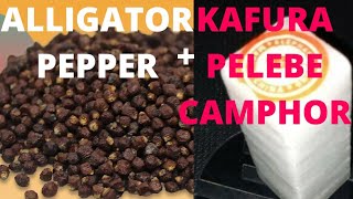 MIX THIS ALLIGATOR PEPPER  KAFURA PELEBECAMPHOR AND WATER INSIDE BOTTLE DRINK SEE WHAT HAPPEN [upl. by Laraine]