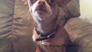 Choco The Macho Chihuahua gets his feelings hurt [upl. by Ille]