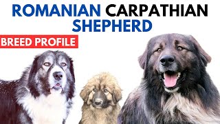 Romanian Carpathian Shepherd Breed Profile History  Price  Carpathian Shepherd Grooming Needs [upl. by Esimaj]