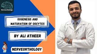 Embryology  oogenesis and maturation of oocytes [upl. by Nannarb]