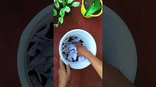 How to Propagate Neon Pothos Golden Pothos shorts [upl. by Natie]