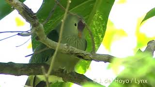 Makatea Fruit dove Ptilinopus chalcurus [upl. by Gibby]