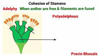 Androecium  Stamens  Adelphy  Syngeny  Pravin Bhosale [upl. by Ariamat]