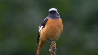 ジョウビタキ（尉鶲）♂ Daurian Redstart [upl. by Rawley]