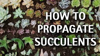 How to Propagate Succulents [upl. by Brendon49]