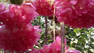 Long lasting flowering plant Pink ball dombeya aka tropical hydrangea [upl. by Fondea]