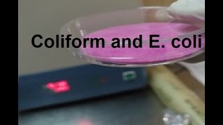 شرح I خطوات طريقة فحص بكتيريا I Coliform and E coli في الماء بطريقة الميديا الجاهزة [upl. by Leta]