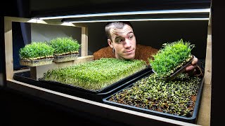 How to grow microgreens at home  From start to finish [upl. by Yolane]