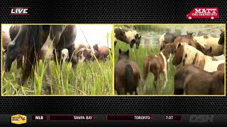 99th Annual Chincoteague Pony Swim [upl. by Reider494]