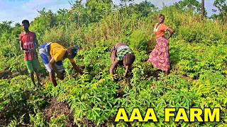 RICE AND CASSAVA At TripleAs Farm  🇸🇱 Episode 13  Farming In Sierra Leone [upl. by Airdnas193]