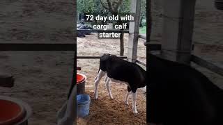 feed cargill calf starter [upl. by Jane259]