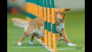 Agility Training with Veronika Herendy HU  Nova Scotia Duck Tolling Retriever Caylie [upl. by Cal]