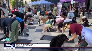 Gateway at Millbrae Stations PetAPalooza on KTVU Fox 2 929 [upl. by Gnouhk]