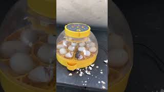 Wonderful Automatic Egg Incubator  Hatch chick [upl. by Qirat526]