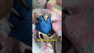 With this hairclearing glove Cat Hair Solutions [upl. by Arlinda]