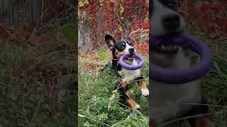 Thor the dog Entlebucher Sennenhund [upl. by Thom]