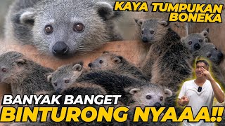 TERNYATA ADA BINTURONG KALIMANTAN… [upl. by Perkin]