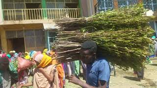 biggest khat market in Ethiopia Aweday harar [upl. by Ordnasela220]