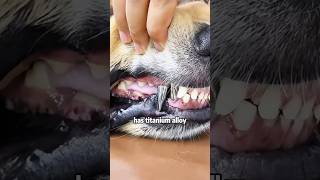 Be sure to protect your puppy’s teeth shortvideo animals cute dog [upl. by Nnylanna714]