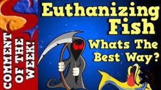 The Best Way to Euthanize Fish Comment Of The Week Episode 4 [upl. by Anelrac]